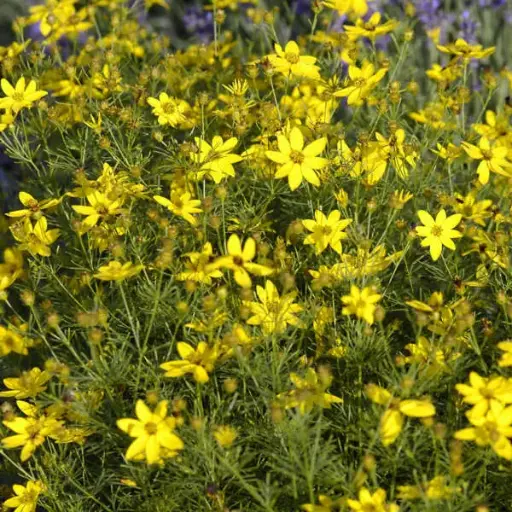 [7422601] Coreopsis Zagreb