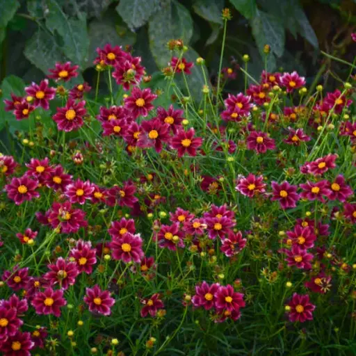 [7428601] Coreopsis Mercury Rising