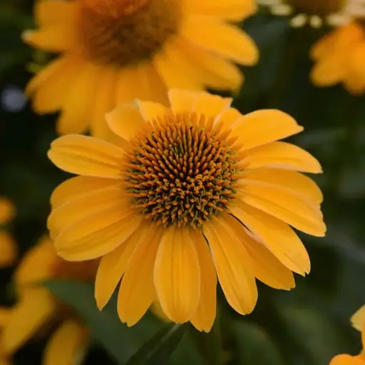 [7440601] Coneflower Granada Gold
