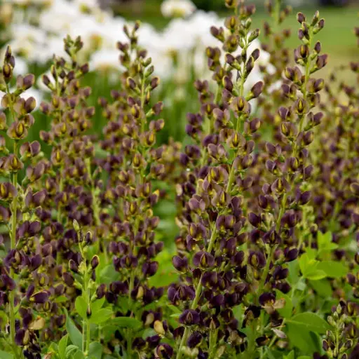 [7442602] False Indigo Dark Chocolate