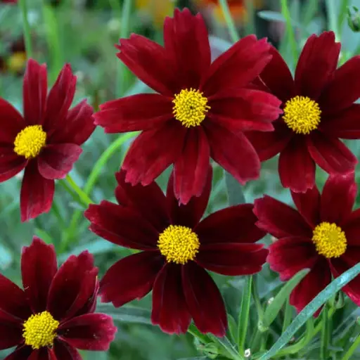 [7445601] Coreopsis Red Elf