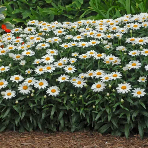 [7456601] Daisy Snow Cap