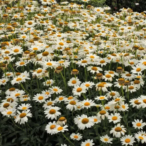 Daisy Shasta Becky