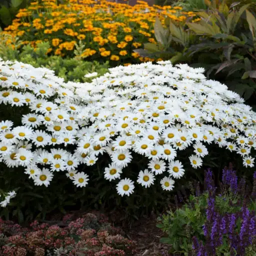 [7458601] Daisy Shasta Daisy May