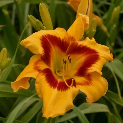 [7460601] Daylily Tiger Swirl