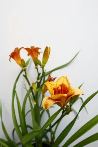 [7463601] Daylily Kokomo Island Bonfire