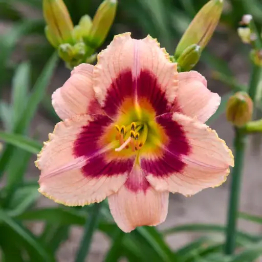 [7465101] Daylily Wineberry Candy