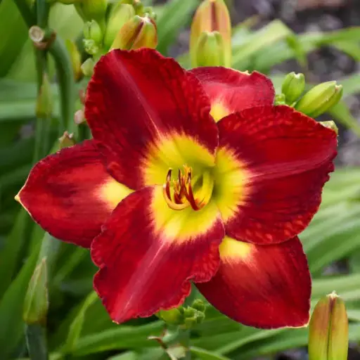 [7468601] Daylily Passion for Red