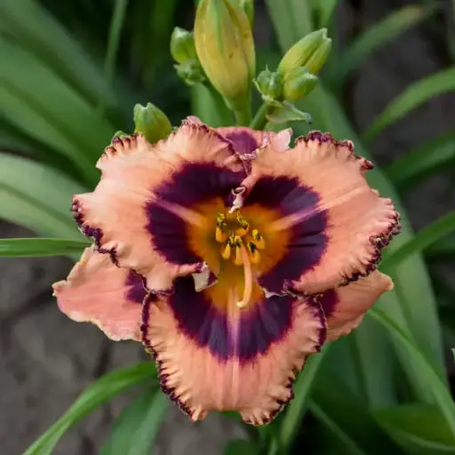 [7469601] Daylily Hungry Eyes