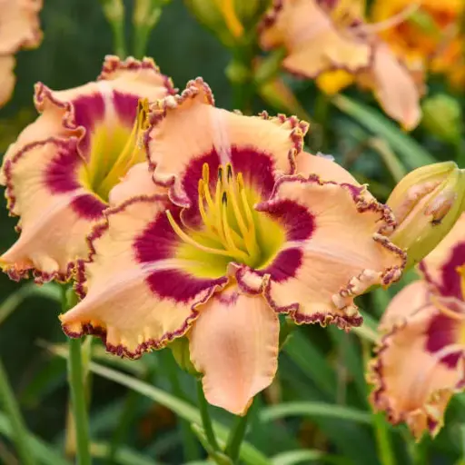 [7473601] Daylily King of the Ages