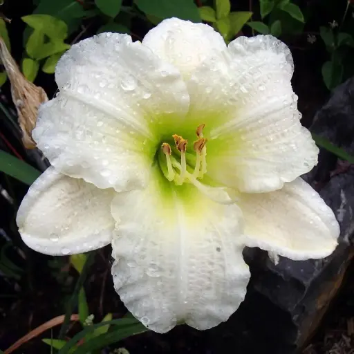[7474101] Daylily Gentle Shepherd