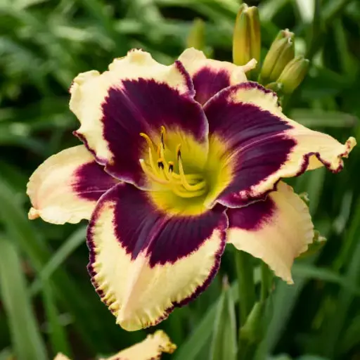 [7479601] Daylily Inkheart