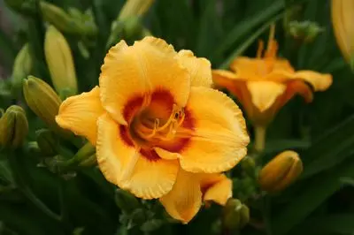 [7482601] Daylily Kokomo Sunset