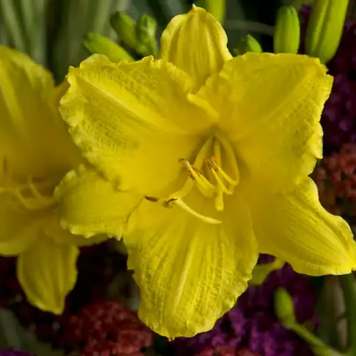 [7483601] Daylily Happy Returns