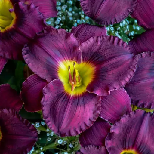 [7484601] Daylily Nosferatu