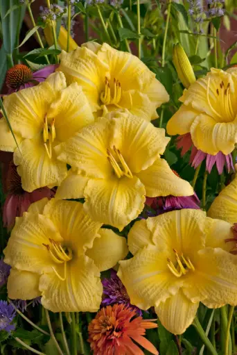 [7485601] Daylily Going Bananas