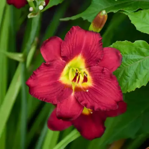 [7486601] Daylily Pardon Me