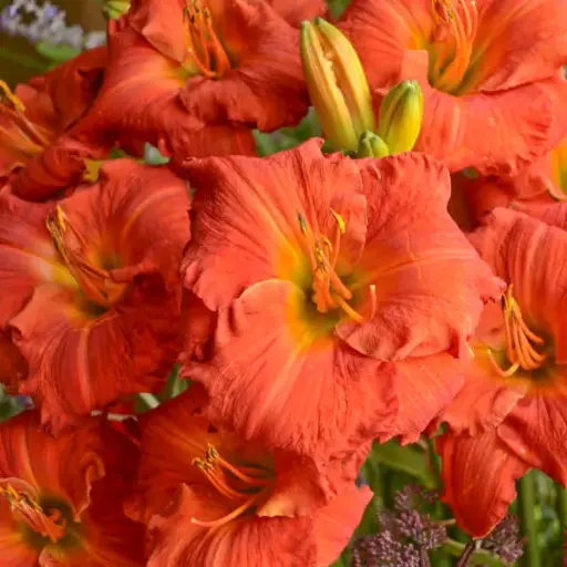 [7489601] Daylily Desert Flame