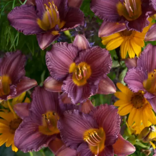 [7493601] Daylily Purple De Oro