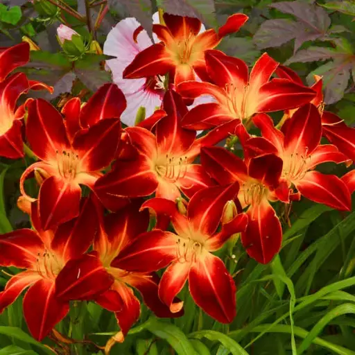[7494601] Daylily Ruby Spider