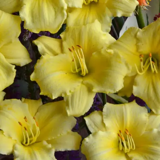 [7497601] Daylily Stella Supreme