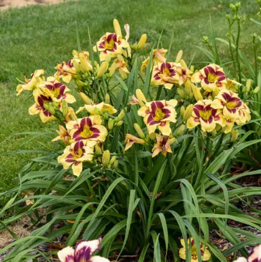 [7499601] Daylily Star of the North