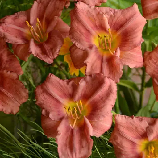 [7507601] Daylily Rosy Returns