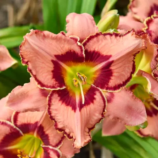 [7509601] Daylily Fearfully and Wonderfully Made