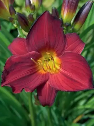 [7520601] Daylily Stella in Red