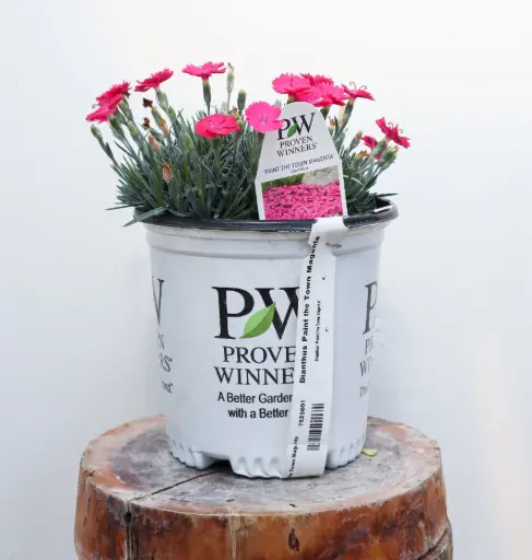 [7525601] Dianthus Paint the Town Magenta