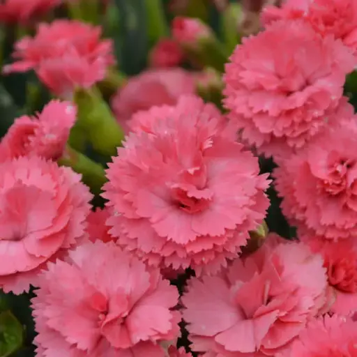 [7526601] Dianthus Classic Coral