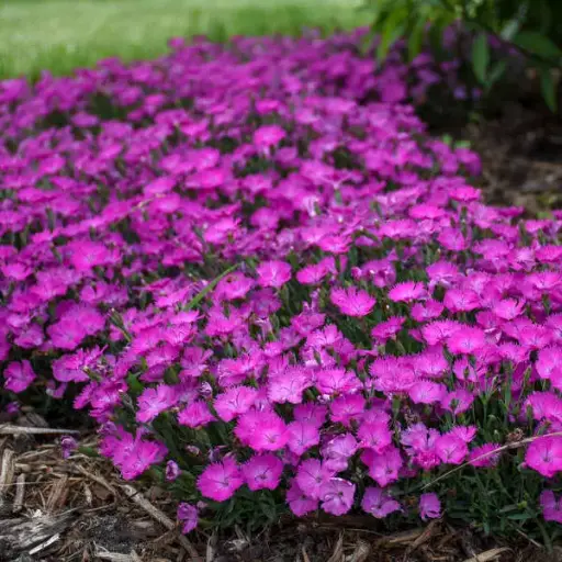 [7528601] Dianthus Paint the Town Fuchsia