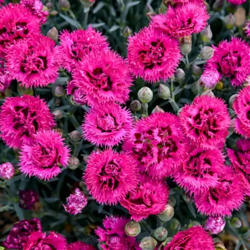 [7529601] Dianthus Spiked Punch