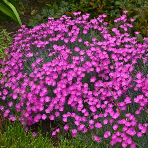 [7535601] Dianthus Firewitch