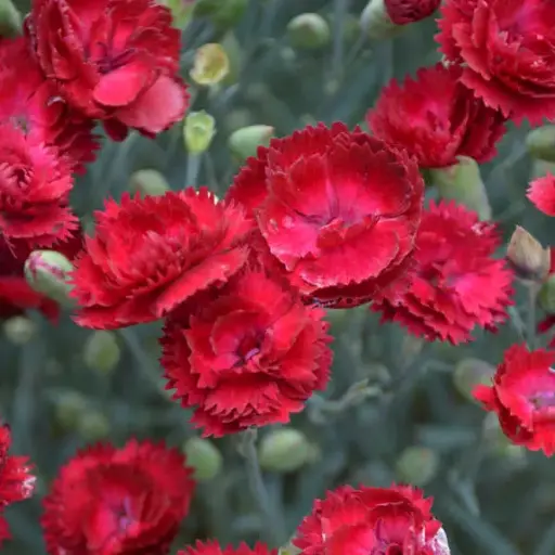 [7538601] Dianthus Electric Red