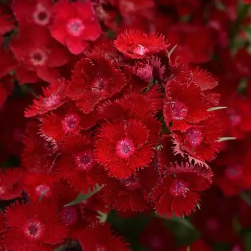 [7541601] Dianthus Rockin Red