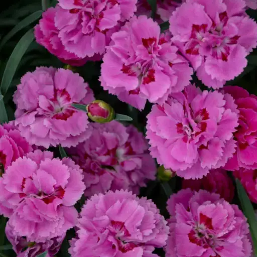 [7544601] Dianthus Goody Gumdrops