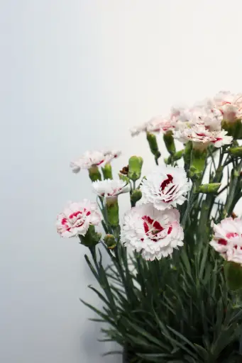 [7546601] Dianthus Coconut Surprise
