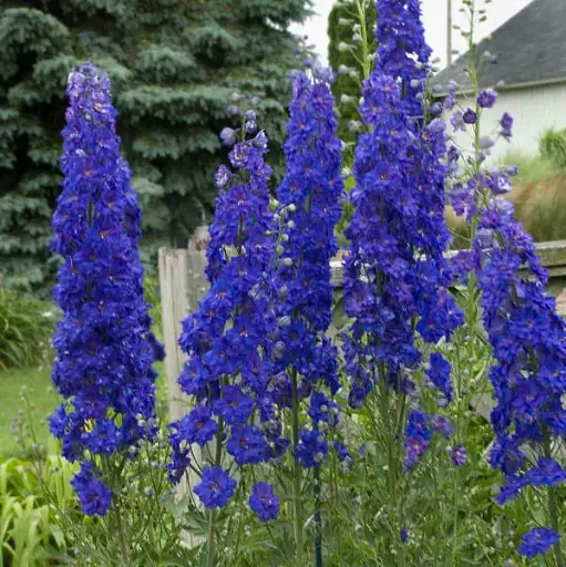 [7549601] Delphinium Pagan Purples