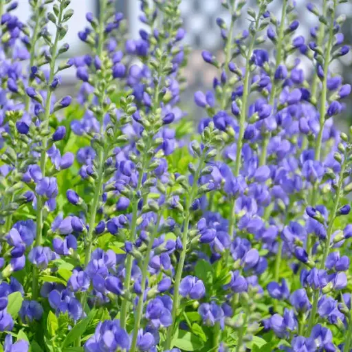 False Indigo Blue - NATIVE