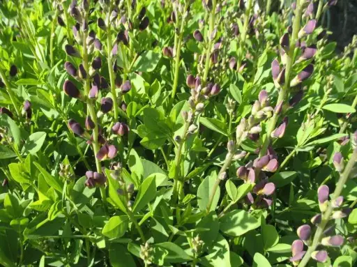 [7562602] False Indigo Twilite Prairieblues