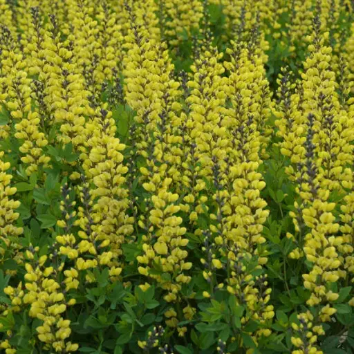 False Indigo Lemon Meringue