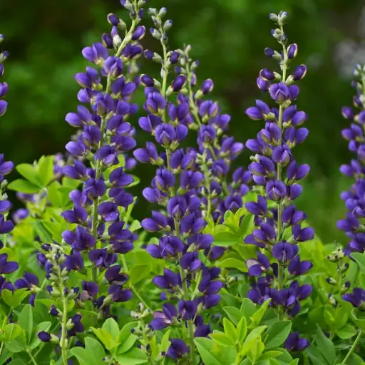 False Indigo Sparkling Sapphires