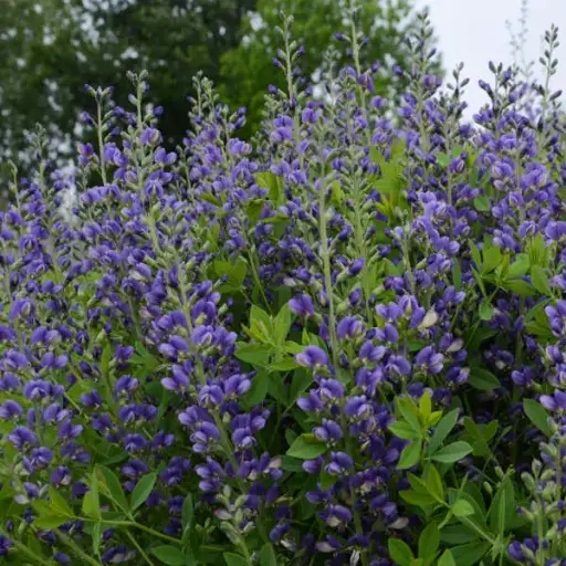 False Indigo Blueberry Sundae