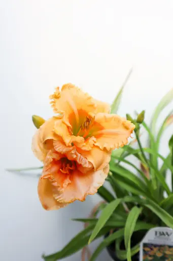 [7568601] Daylily Orange Smoothie