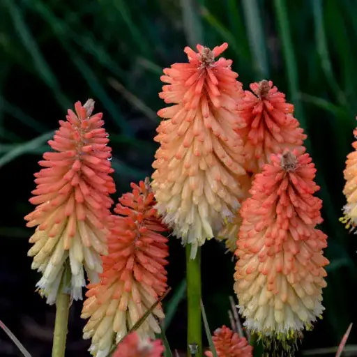 [7571601] Red Hot Poker Hot and Cold