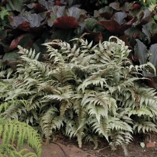 [7572601] Fern Japanese Painted