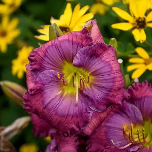 [7576601] Daylily Lavender Blue Baby