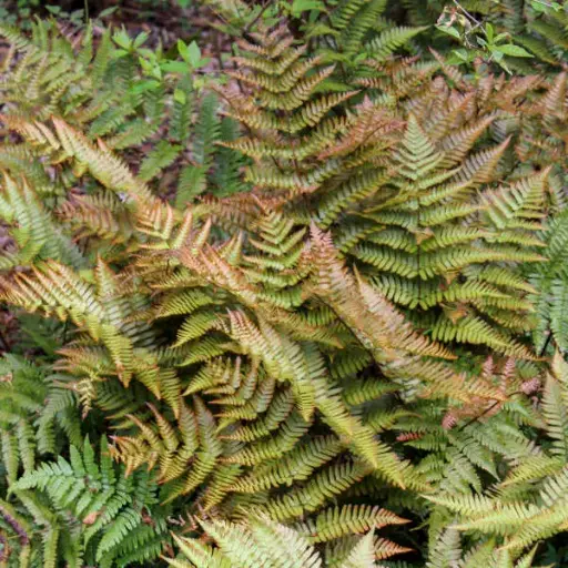 Fern Autumn Brilliance