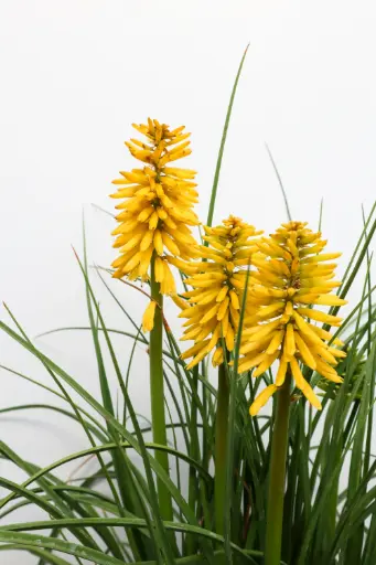 [7584601] Red Hot Poker Solar Flare